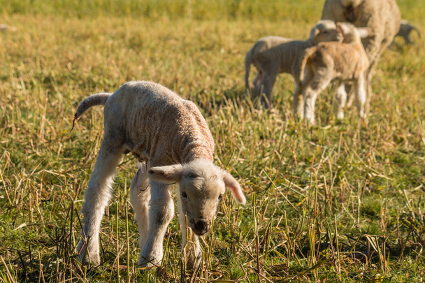 agneau nouveau-né à la recherche de nourriture
 - Photo, image