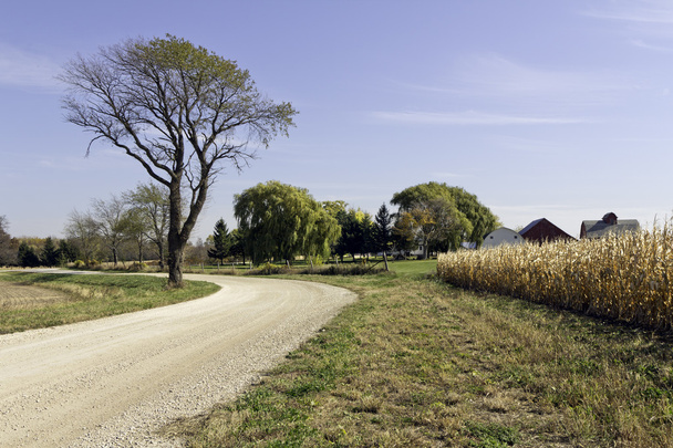 Country road by growing wheat - Valokuva, kuva
