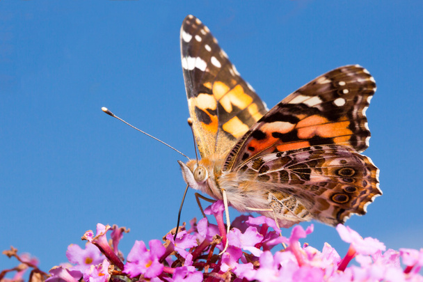 Painted Lady Butterfly Collecting Nectar from a Butterfly Bush - Photo, Image