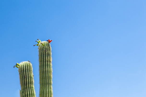 Blooming cactus in desert area with blue sky - Foto, afbeelding