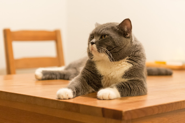 die graue Katze liegt auf dem Tisch - Foto, Bild