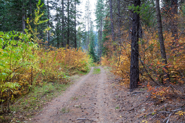 The road through the forest. Autumn landscape - Photo, Image