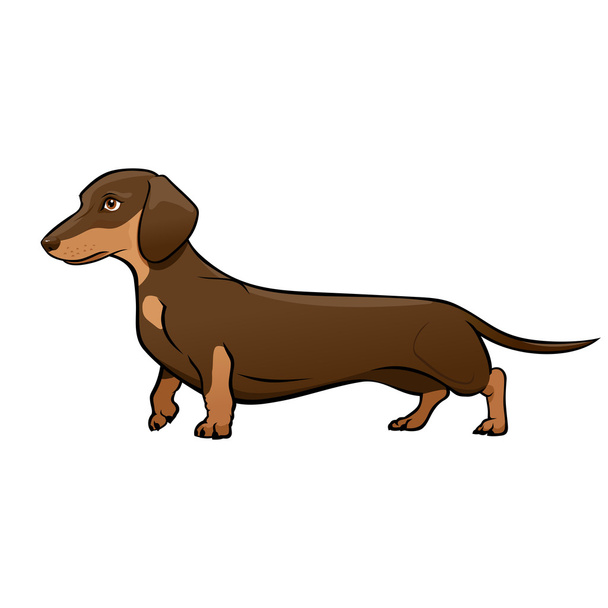 Donker bruin teckel. Hond vectorillustratie - Vector, afbeelding