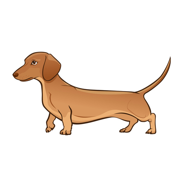 Licht bruin teckel. Hond vectorillustratie - Vector, afbeelding