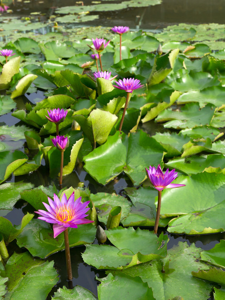 Pink lotus flowers in pond - Фото, изображение
