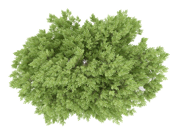 Widok z góry wspólnego drzewa bukowe na białym tle. 3D i - Zdjęcie, obraz