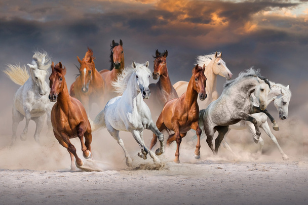Αγέλη άλογο που τρέχει - Φωτογραφία, εικόνα