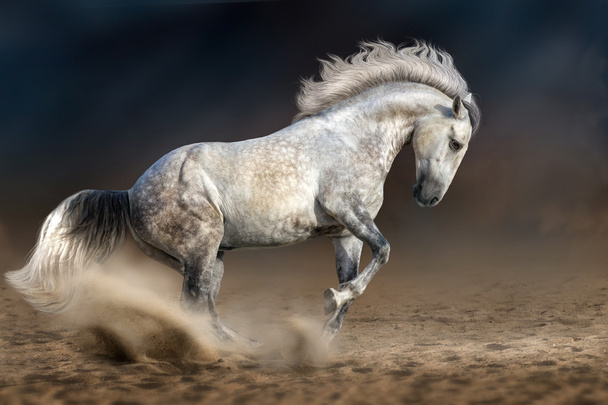 beyaz atın hareket - Fotoğraf, Görsel