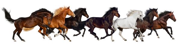 Troupeau de chevaux isolé
 - Photo, image