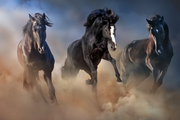 Kůň běžet rychle - Fotografie, Obrázek