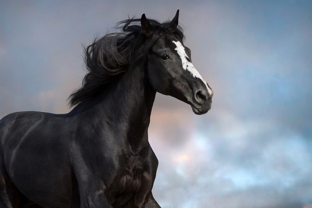 Cavallo nero in movimento
 - Foto, immagini