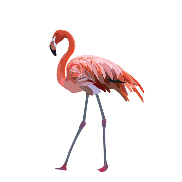 Flamingo bird isolated - ベクター画像