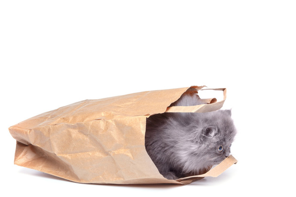 Cute little kitten and paper bag - Φωτογραφία, εικόνα
