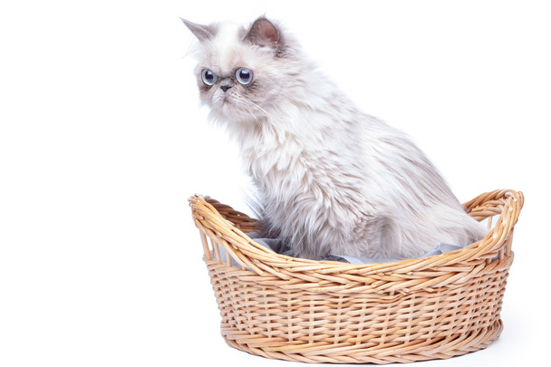 Persian cat in the basket - Фото, зображення