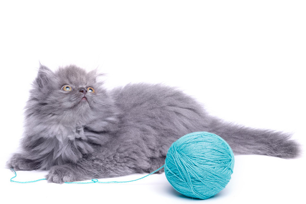 かわいい小さな子猫と毛糸の玉 - 写真・画像