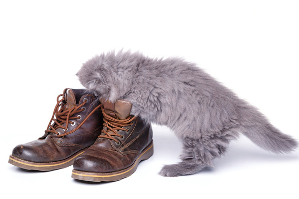 Cute little kitten and leather boots - Фото, изображение