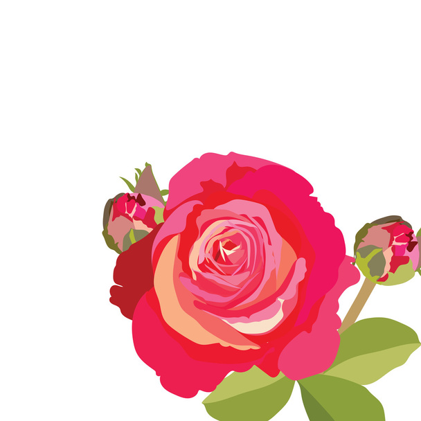 Нежный красный цветок розы
 - Вектор,изображение
