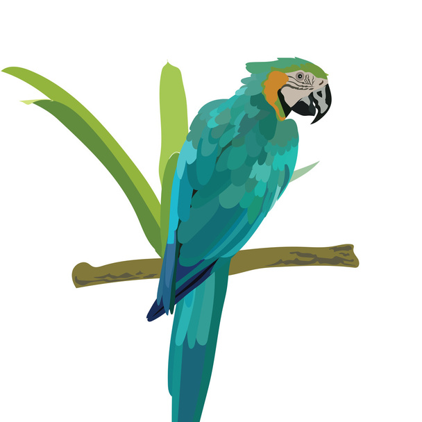Colorful parrots and tropical palm leaves - Vektör, Görsel
