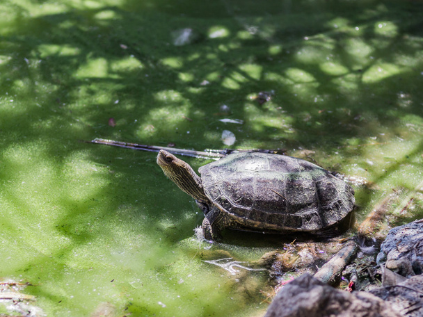 Болотная черепаха выползла из воды и грелась на солнце.
 - Фото, изображение