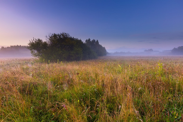 Туманний луг вранці в сільській місцевості Польська - Фото, зображення