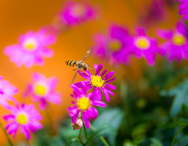 Hoverfly volando a una flor de margarita magenta
 - Foto, imagen