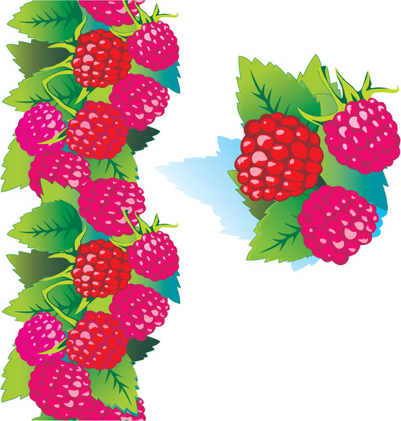 Ripe raspberry. - Vector, Image