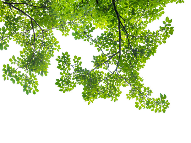 foglie verdi naturali isolate su bianco
 - Foto, immagini
