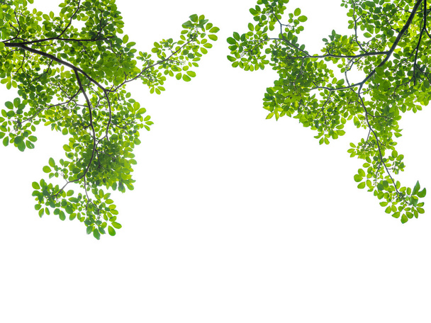 přírodní zelené listy izolované na bílém - Fotografie, Obrázek