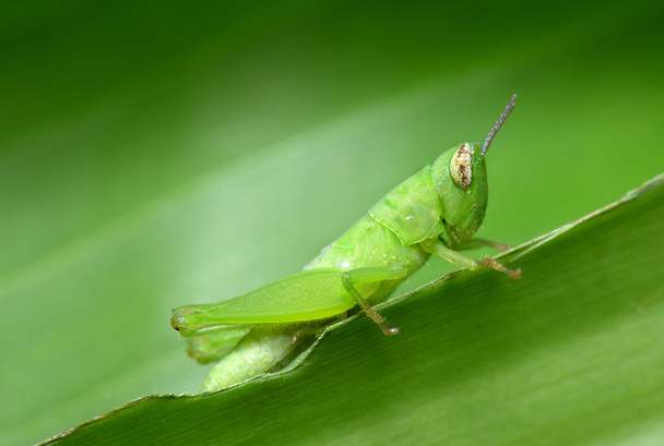 Μικρή πράσινη ακρίδα που κρέμεται από το φύλλο - Φωτογραφία, εικόνα