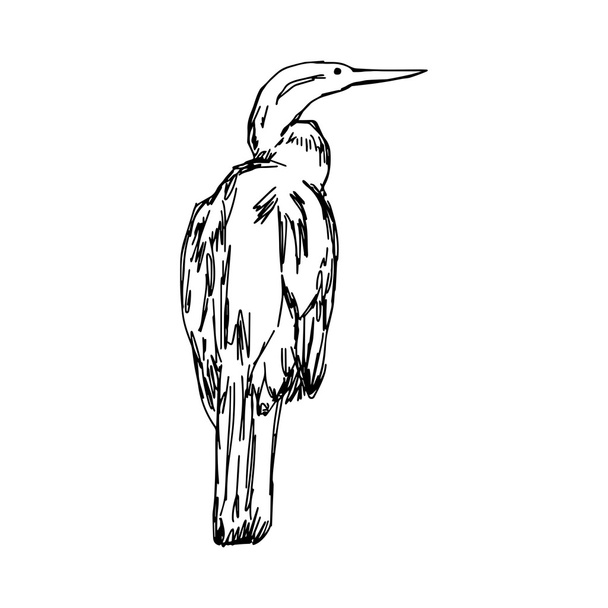 ilustración vector dibujado a mano boceto de Darter africano aislado sobre fondo blanco
 - Vector, imagen
