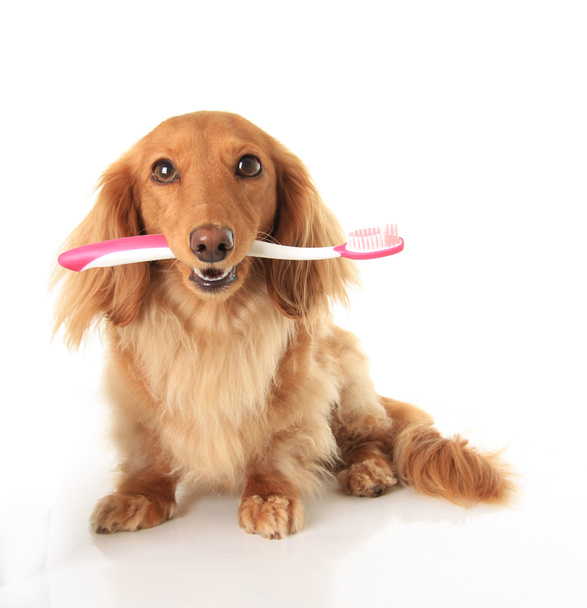 Kutya fogkefe - Fotó, kép