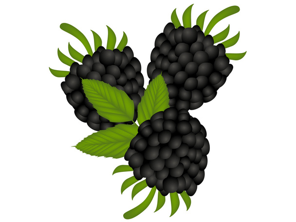  Blackberry с листьями
. - Вектор,изображение