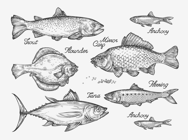 Hand drawn fish. Sketch trout, carp, tuna, herring, flounder, anchovy. Vector illustration - Vettoriali, immagini