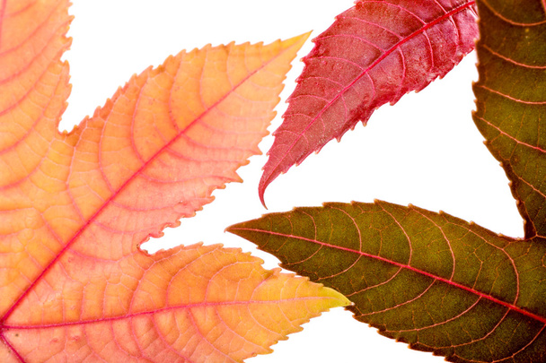 Цветные осенние листья изолированы на белом - Фото, изображение