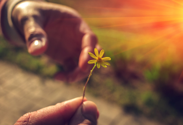 Χέρι δίνει ένα άγριο λουλούδι με αγάπη στο ηλιοβασίλεμα - Φωτογραφία, εικόνα