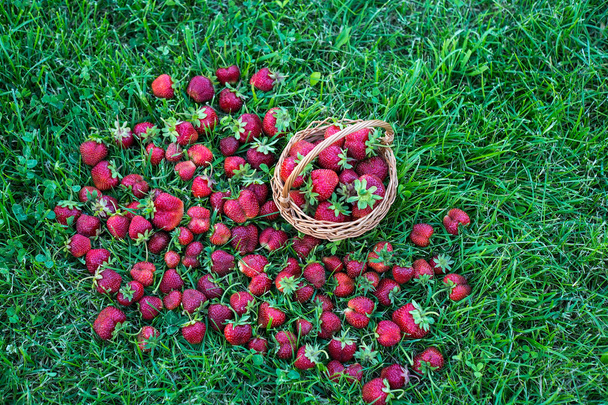 Rijpe tuin aardbeien verspreid over het groene gras, biologische vers geplukte bessen - Foto, afbeelding