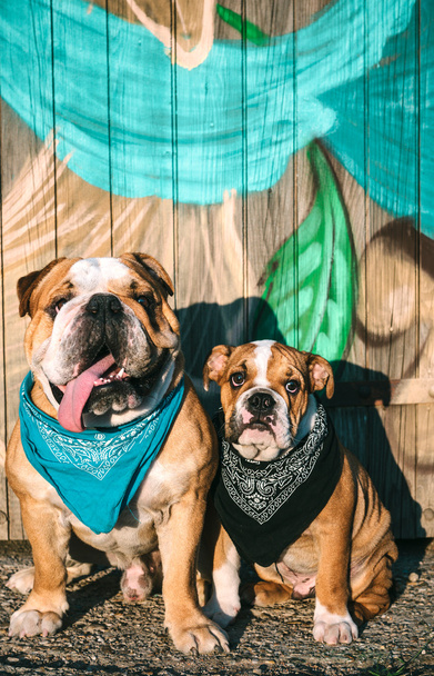 Cute English bulldogs portraits - Valokuva, kuva
