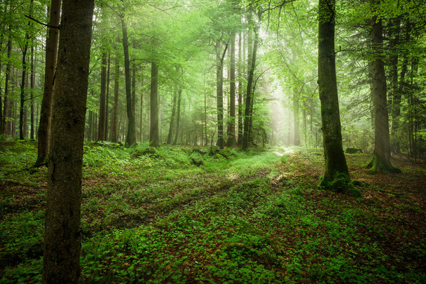 春の森の霧の朝 - 写真・画像