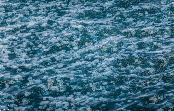 Quallensuppe im Meer - Foto, Bild
