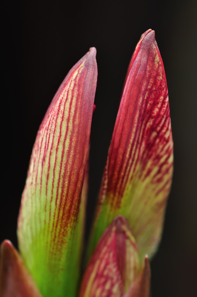 Amarilis blanco y rojo floreciendo
 - Foto, Imagen