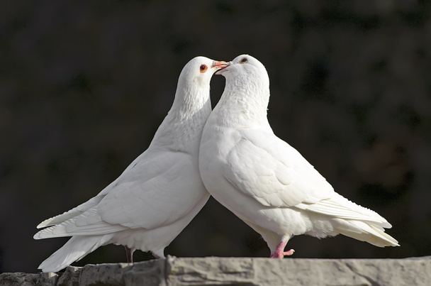 two loving white doves - Foto, afbeelding
