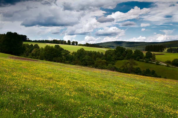 dağlarda yaz çiçeklenme meadows - Fotoğraf, Görsel