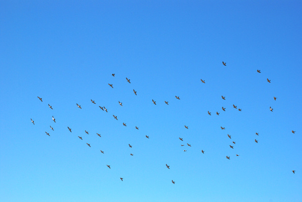 nyáj madarak a háttér a kék ég. - Fotó, kép