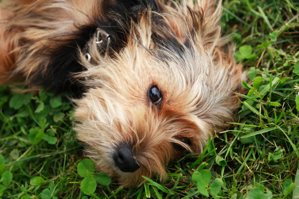Dog On Grass - Photo, Image