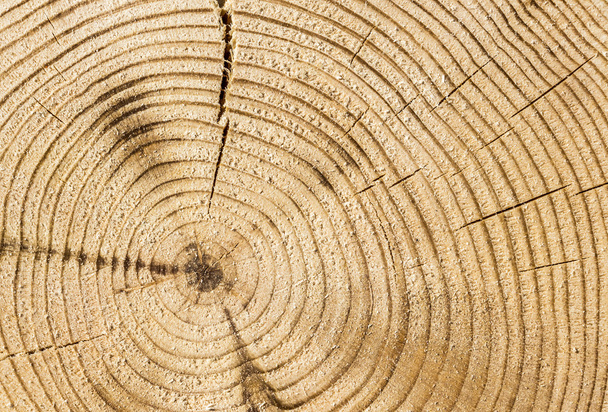 Cut tree trunk - Фото, изображение