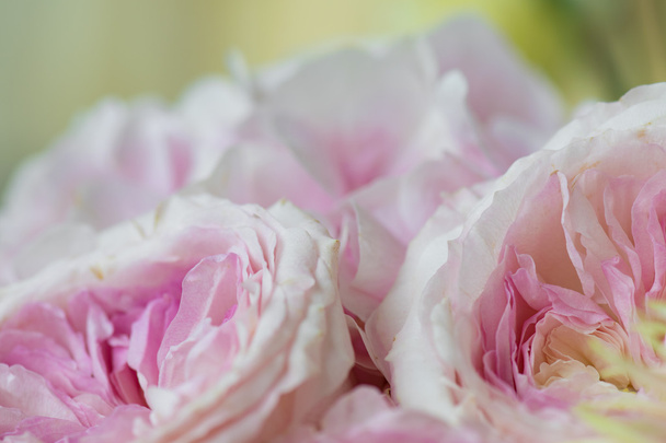 Flores cor de rosa decoração
 - Foto, Imagem