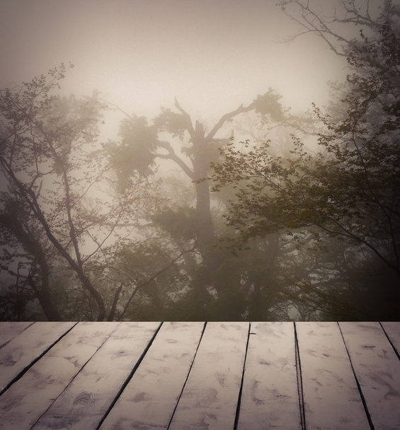 Floresta misteriosa no nevoeiro
 - Foto, Imagem