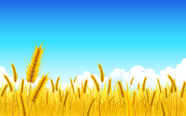 Fazenda de trigo
 - Vetor, Imagem