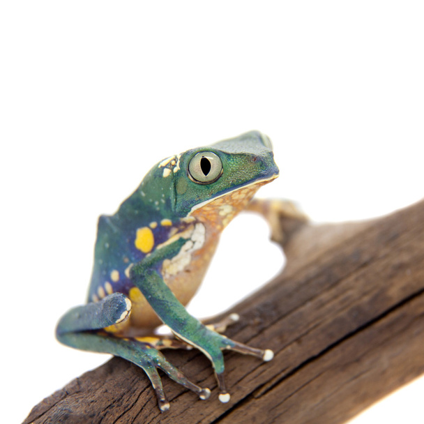 Common walking leaf frog isolated on white background - Zdjęcie, obraz