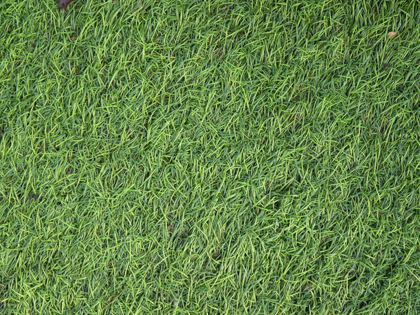 Texture erba verde
 - Foto, immagini